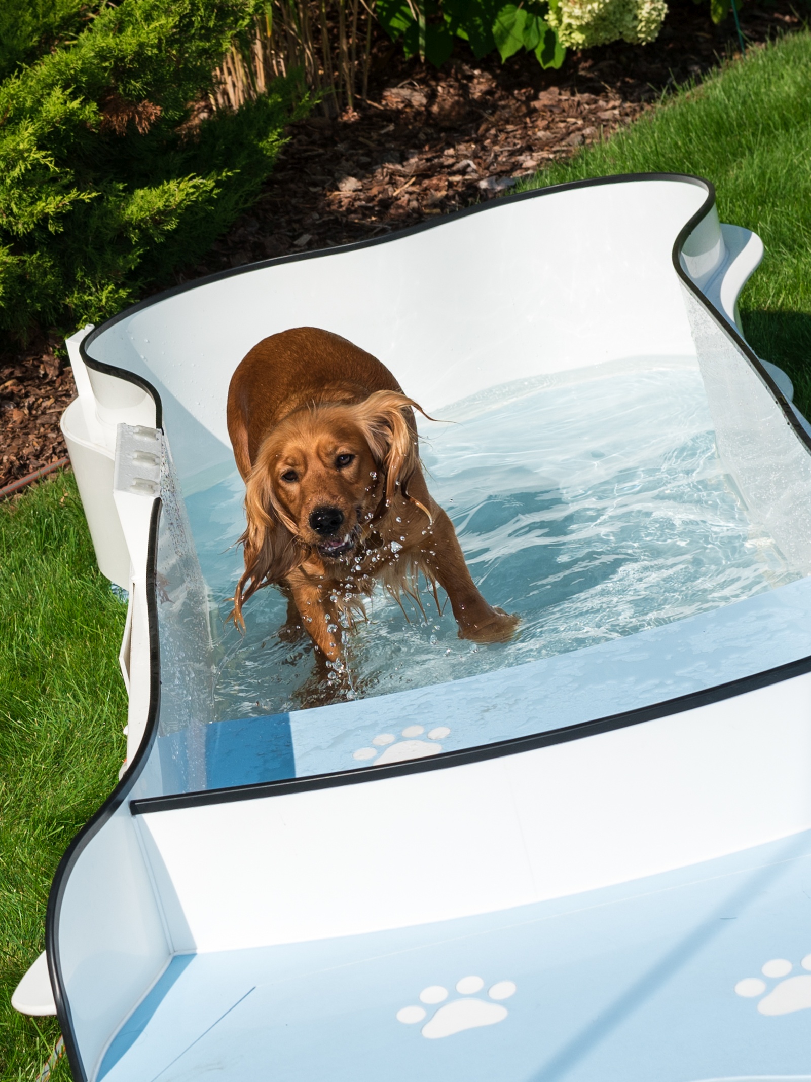 DOG•POOL in Benutzung
