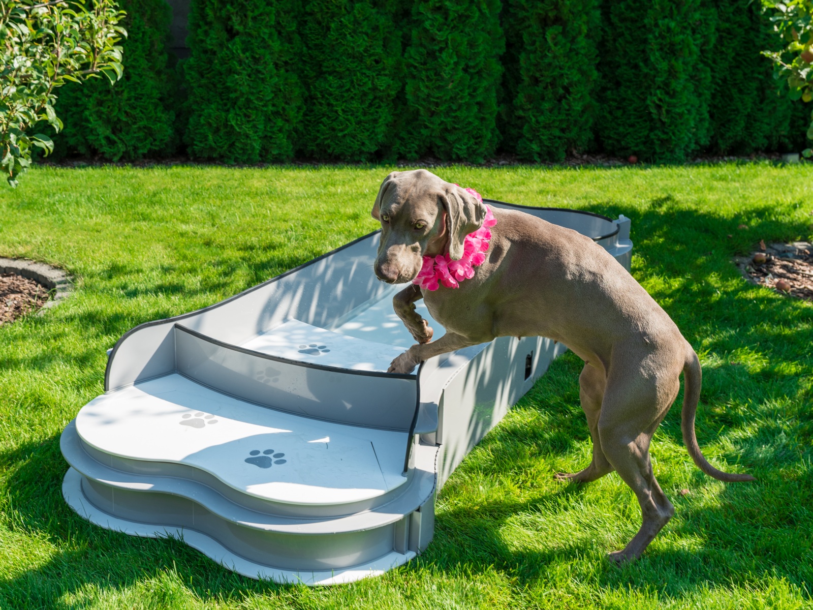 DOG•POOL in Benutzung