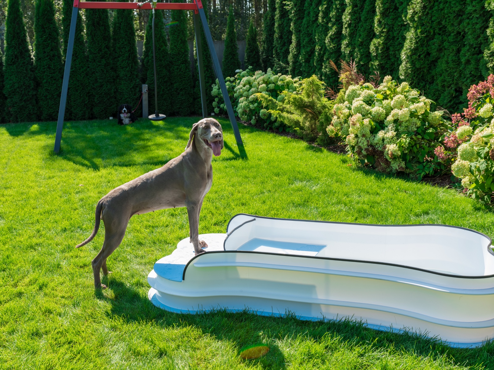 DOG•POOL in Benutzung