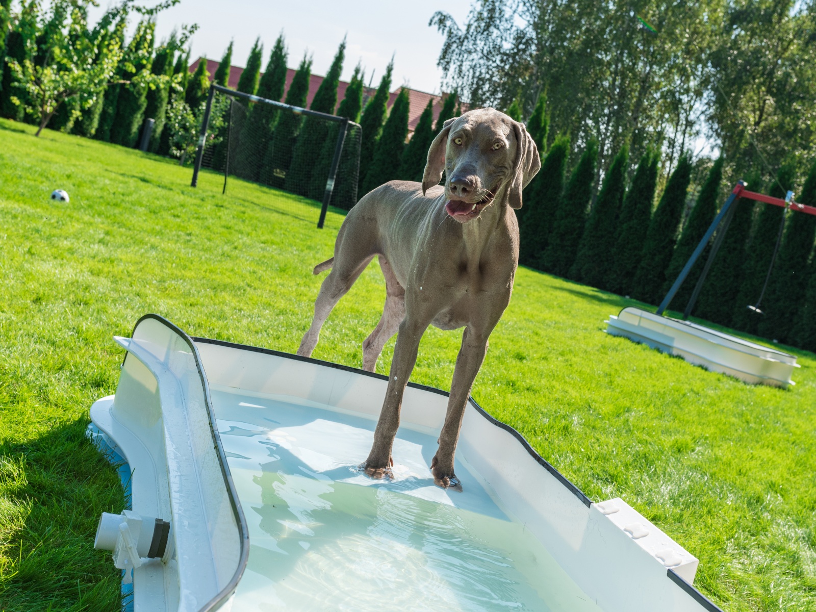 DOG•POOL in Benutzung