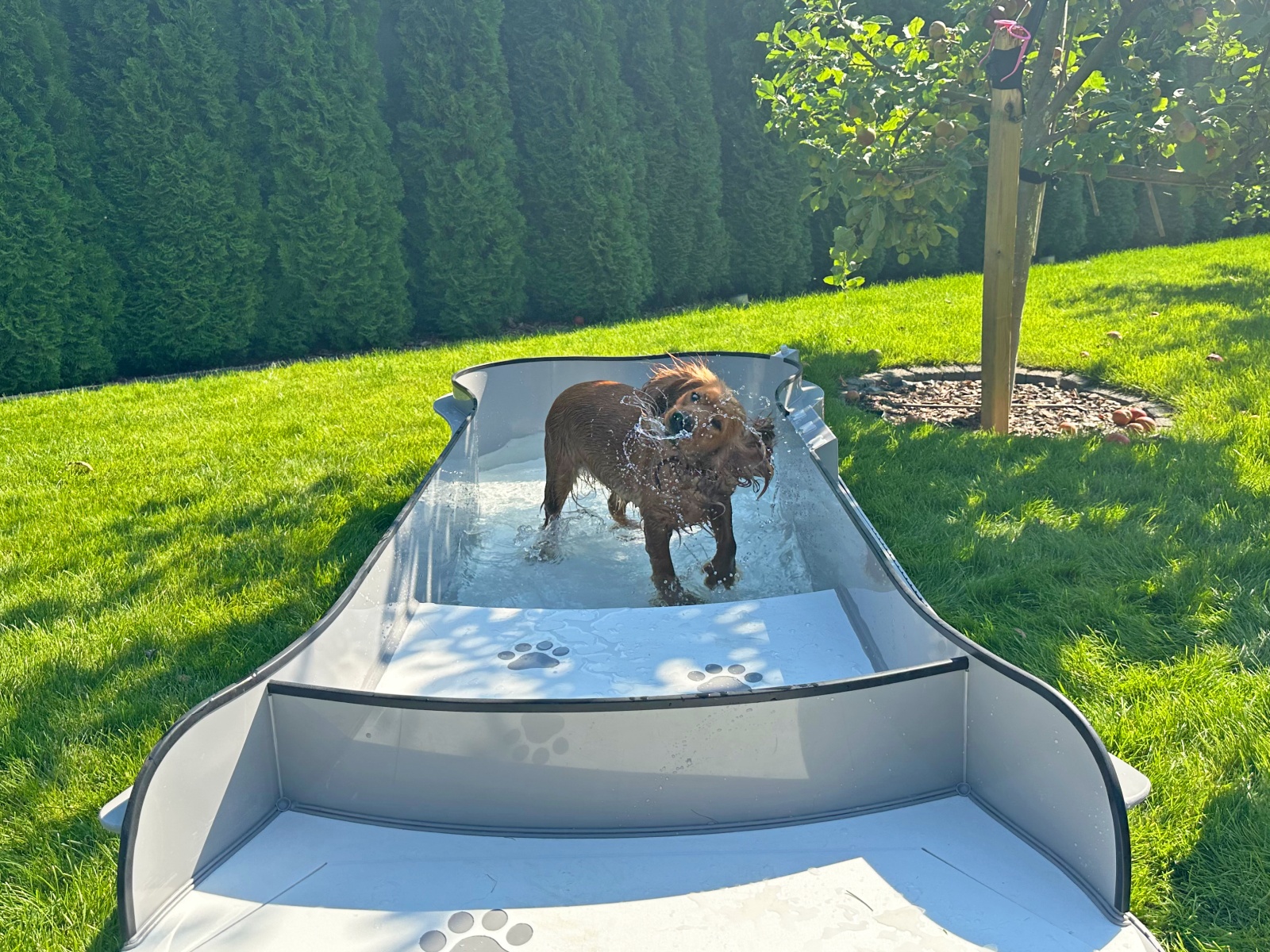 DOG•POOL in Benutzung