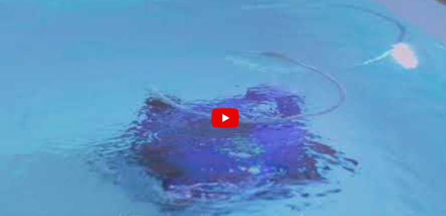 Youtube Vorschau - Video ID ebl_7LT2qB4